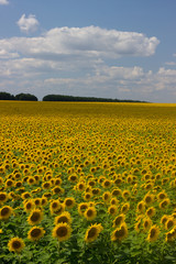 Field of sunflowers on a background of blue sky.