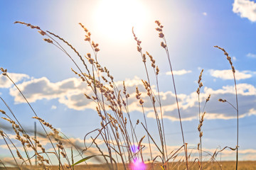 Obraz premium The stems of grass