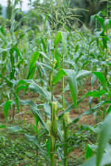 corn plantation