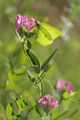The Common Brimstone 