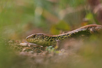 Sand lizard (Lacerta agilis) male