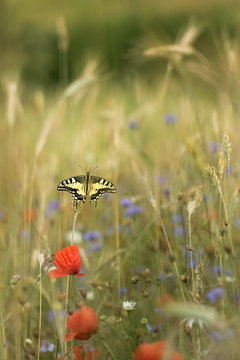 European Swallowtail butterfly Papilio machaon 