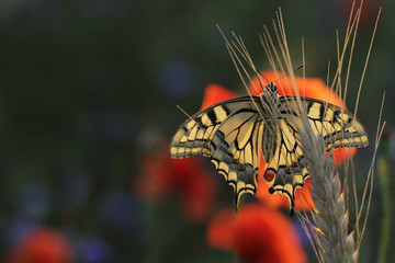 European Swallowtail butterfly Papilio machaon 