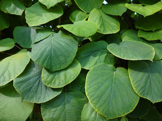 Lush green leaves