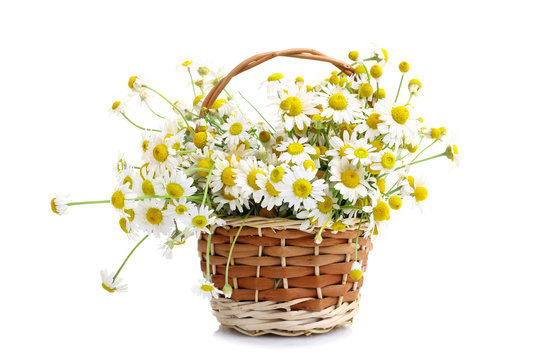 Bouquet of chamomiles in a brown basket on a  isolated white background