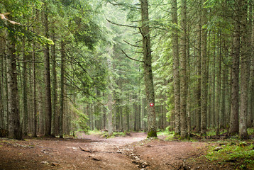Naklejka premium Spruce Tree Forest