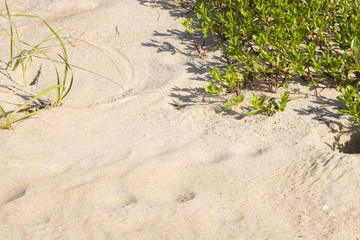 Sand and Grass Oats
