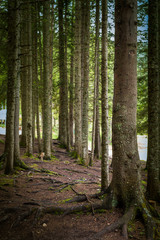  Spruce Tree Forest