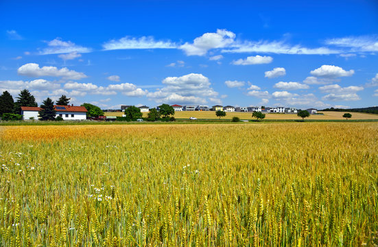 A field of wheat near the town Wimpassing an der Leitha. Austria