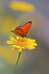 red butterfly Scarce Copper , Lycaena virgaureae - vertical photo
