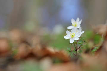 anemone wind-flower