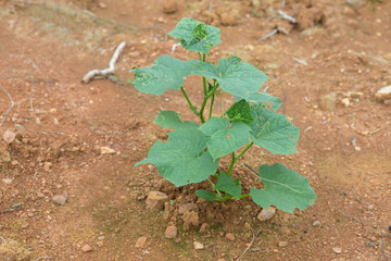 sprout cucumber growing in plantation