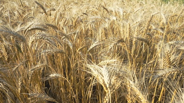 HD DOLLY: Colorful Golden Wheat
