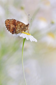 fresh morning dew and butterfly