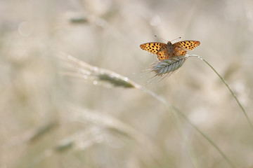 Issoria lathonia, Queen of Spain fritillary