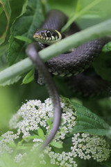 Grass Snake 