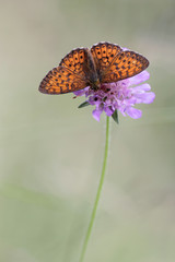 butterfly in habitat 