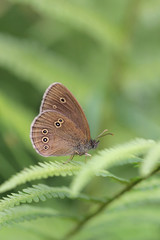 The Ringlet butterfly (Aphantopus hyperantus) in a green habitat