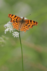 Comma butterfly Polygonia c-album 