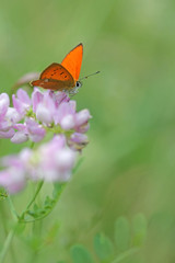 red butterfly Scarce Copper , Lycaena virgaureae - vertical photo 