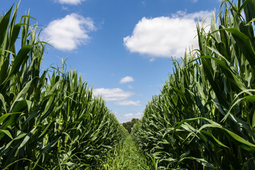 France. Champs de maïs en fleurs, Sud-Ouest