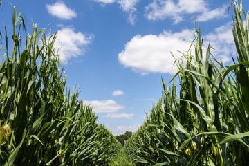 France. Champs de maïs en fleurs, Sud-Ouest