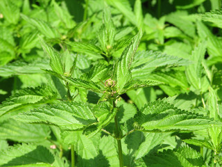Nettle