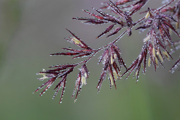 Grass covered morning dew