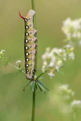 caterpillar of Bedstraw Hawk-moth - Gallium Sphinx (Hyles gallii)