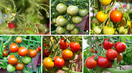 Tomaten in der Wachstumsperiode, Collage