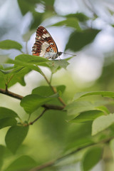 Fototapeta na wymiar White Admiral butterfly (Limenitis camilla)