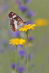 White Admiral butterfly (Limenitis camilla)