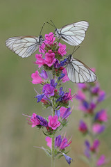 White butterflies
