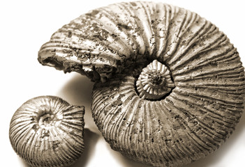fossilized ammonite