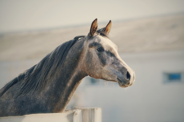 Portrait of a sports thoroughbred stallion