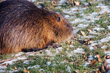 Nutria (Bieberratte) im Winter 
