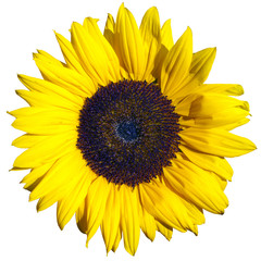 yellows sunflower flower