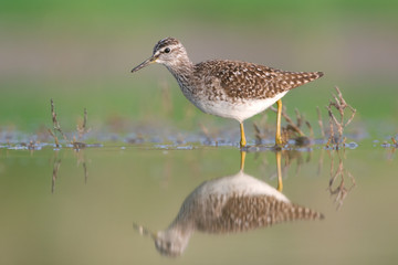 Wood sandpiper