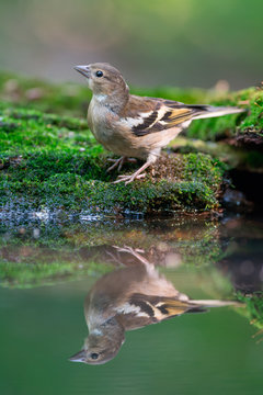 Common Chaffinch With Reflection