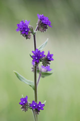 Anchusa officinalis or Common Bugloss or Alkanet