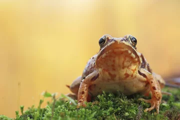 Crédence de cuisine en verre imprimé Grenouille Common frog 