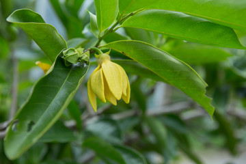 Ylang-Ylang Flowers on tree