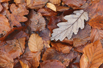 Old leaves 