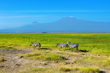 Beautiful Kilimanjaro mountain and zebras, Kenya,Amboseli national park, Africa
