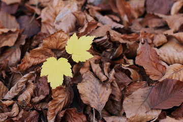 Beech leaves with very new tree