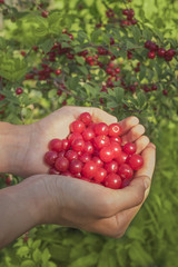 Cherry in female hands