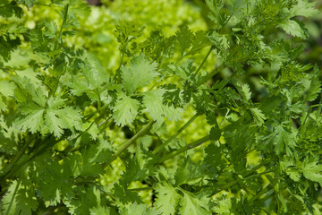 Young coriander herb plant at summer day

