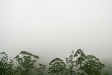 Rainforest treetops against white fog
