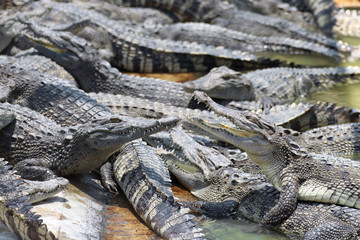Closeup chapters of the crocodiles.