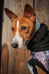Basenji in winter clothes.